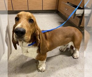 Basset Hound Dogs for adoption in Modesto, CA, USA