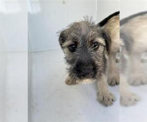 Miniature Schnauzer-Unknown Mix Dogs for adoption in Houston, TX, USA