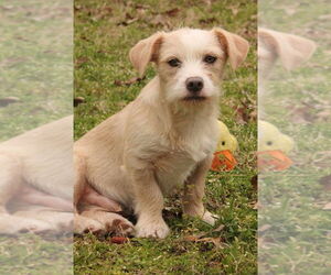 Chihuahua Dogs for adoption in FRAMINGHAM, MA, USA