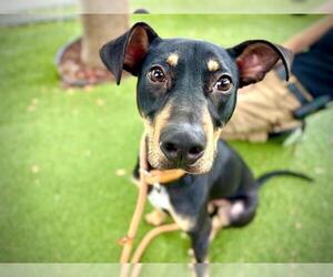 Doberman Pinscher-Labrador Retriever Mix Dogs for adoption in Orlando, FL, USA