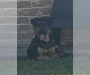 German Shepherd Dog-Unknown Mix Dogs for adoption in Houston, TX, USA