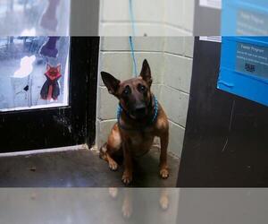 Mutt Dogs for adoption in Tulsa, OK, USA