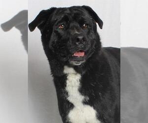 Chow Chow-Labrador Retriever Mix Dogs for adoption in Burbank, CA, USA