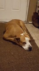 Bulloxer Dogs for adoption in Thonotosassa, FL, USA