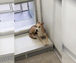 Labrador Retriever-Unknown Mix Dogs for adoption in Temple, TX, USA