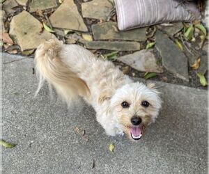 Havashu Dogs for adoption in Davis, CA, USA