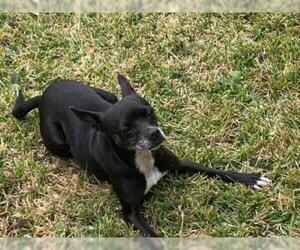 Boston Huahua Dogs for adoption in Spring, TX, USA
