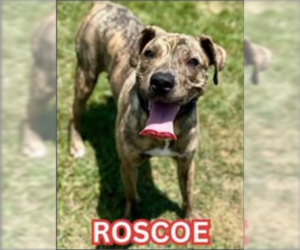 American Pit Bull Terrier-Unknown Mix Dogs for adoption in Hillsboro, NH, USA