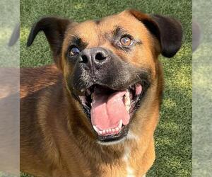 Anatolian Shepherd-Boxer Mix Dogs for adoption in Newton, NC, USA