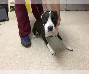 Boxer-Unknown Mix Dogs for adoption in Riverside, CA, USA