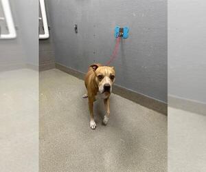 American Pit Bull Terrier-Unknown Mix Dogs for adoption in Las Vegas, NV, USA