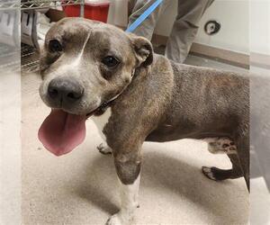 Mutt Dogs for adoption in Bakersfield, CA, USA