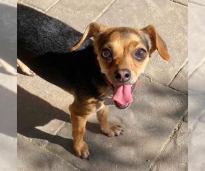 Chiweenie Dogs for adoption in El Cajon, CA, USA