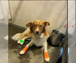 Border Collie Dogs for adoption in Stockton, CA, USA