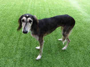 Saluki Dogs for adoption in Raleigh, NC, USA