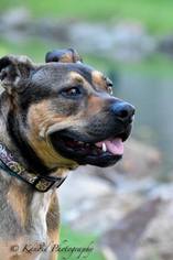 Small American Pit Bull Terrier-German Shepherd Dog Mix