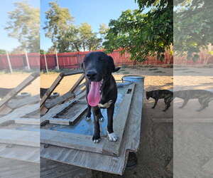 Labrador Retriever-Unknown Mix Dogs for adoption in Fallbrook, CA, USA