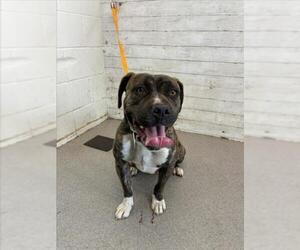 American Pit Bull Terrier-Unknown Mix Dogs for adoption in San Bernardino, CA, USA