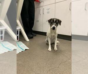 Parson Russell Terrier Dogs for adoption in Berkeley , CA, USA