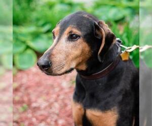 Doberman Pinscher Dogs for adoption in Madison, WI, USA