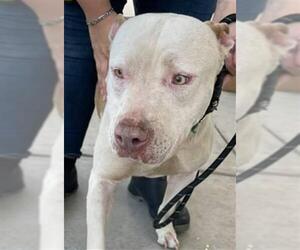 American Pit Bull Terrier Dogs for adoption in Bakersfield, CA, USA