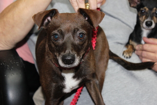 Chihuahua-Unknown Mix Dogs for adoption in Wauchula, FL, USA