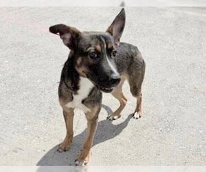 German Shepherd Dog Dogs for adoption in Houston, TX, USA