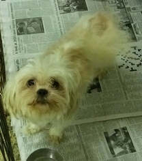 Medium Photo #1 Shih Tzu Puppy For Sale in Mukwonago, WI, USA