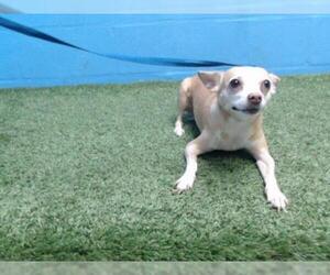 Chihuahua Dogs for adoption in Orlando, FL, USA