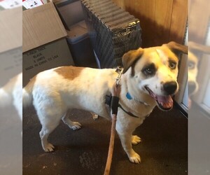 Sheprador Dogs for adoption in Doylestown, PA, USA