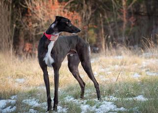Greyhound Dogs for adoption in Hopkinton, MA, USA