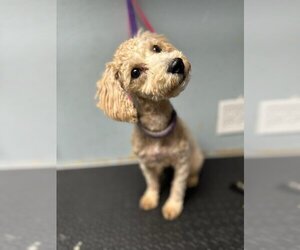 Poodle (Miniature) Dogs for adoption in Sioux Falls, SD, USA