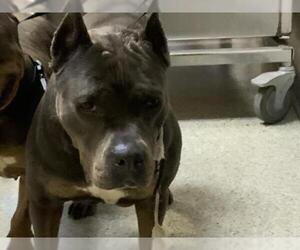Mutt Dogs for adoption in Visalia, CA, USA