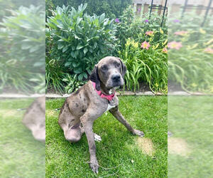 Great Dane Dogs for adoption in Wheaton, IL, USA