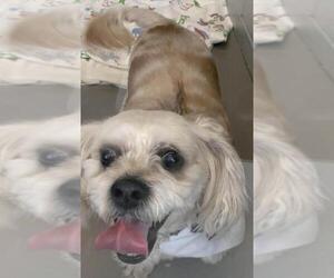 Shih Tzu Dogs for adoption in NYC, NY, USA