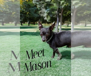 Chihuahua Dogs for adoption in Caldwell, NJ, USA