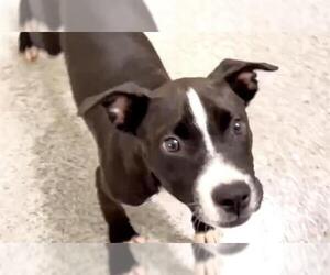 Labrador Retriever-Unknown Mix Dogs for adoption in Houston, TX, USA