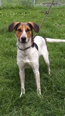 Treeing Walker Coonhound Dogs for adoption in Low Moor, VA, USA