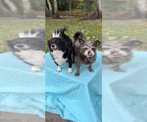 Shih Tzu-Unknown Mix Dogs for adoption in Weston, FL, USA