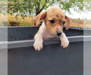 Chihuahua-Unknown Mix Dogs for adoption in New London, WI, USA