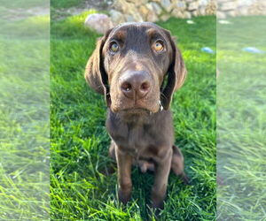 Labrador Retriever-Unknown Mix Dogs for adoption in Sandy, UT, USA