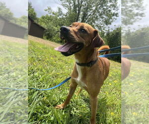 Mutt Dogs for adoption in Candler, NC, USA