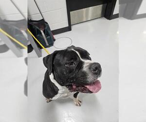 Mutt Dogs for adoption in Temple, TX, USA