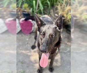 German Shepherd Dog-Unknown Mix Dogs for adoption in Alameda, CA, USA