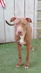 Bulldog Dogs for adoption in Inverness, FL, USA