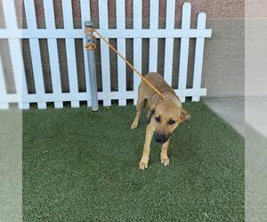 German Shepherd Dog-Unknown Mix Dogs for adoption in Modesto, CA, USA