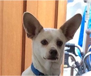 Italian Greyhuahua Dogs for adoption in Lake Forest, CA, USA