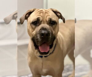 Mastiff Dogs for adoption in Crete, IL, USA