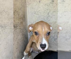 American Pit Bull Terrier-Unknown Mix Dogs for adoption in Oklahoma City, OK, USA