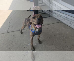 American Staffordshire Terrier-Unknown Mix Dogs for adoption in Marine City, MI, USA